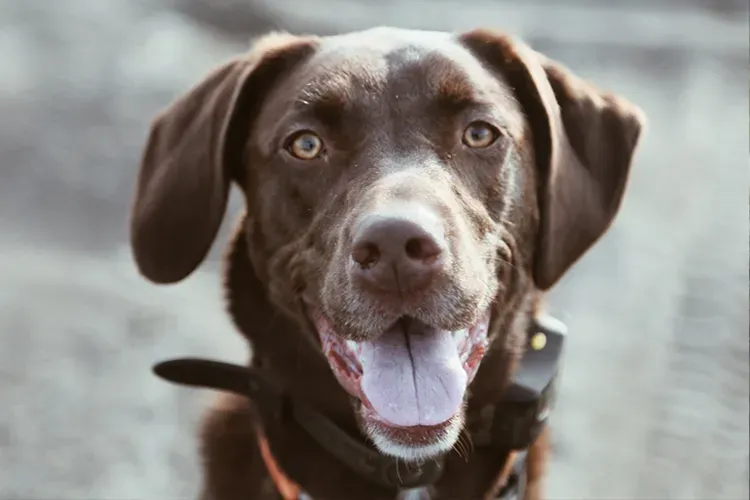 Best Mobility Service Dog Breeds - Labrador Retriever
