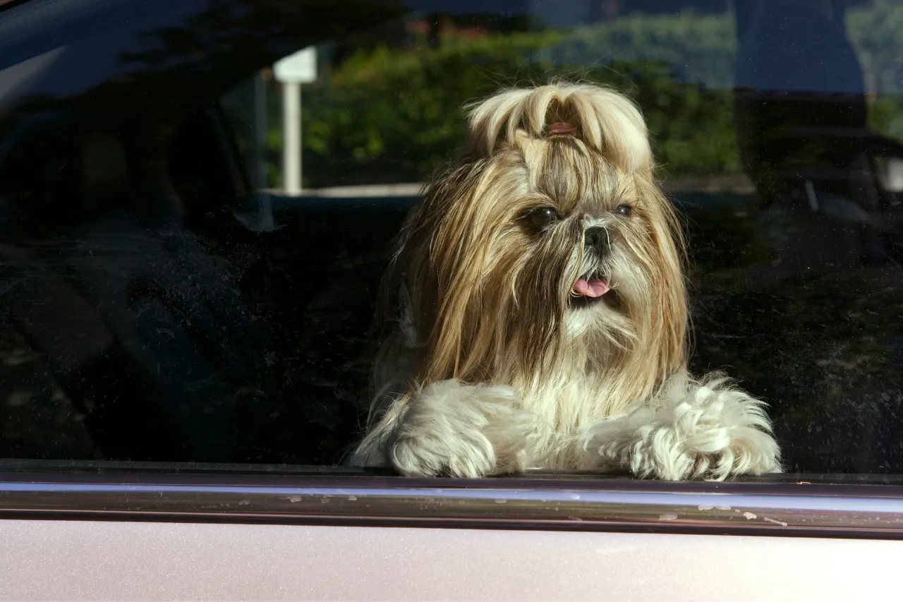 Best small and medium dog breeds for families with kids - Shih Tzu
