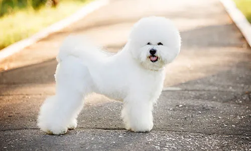 Bichon Frise