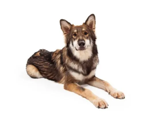 Big dogs for sale