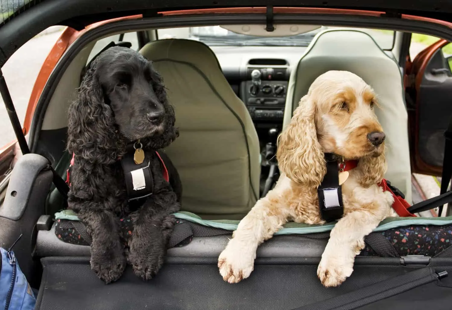 Black and golden Cocker Spaniel dogs secured in the back seat of a car