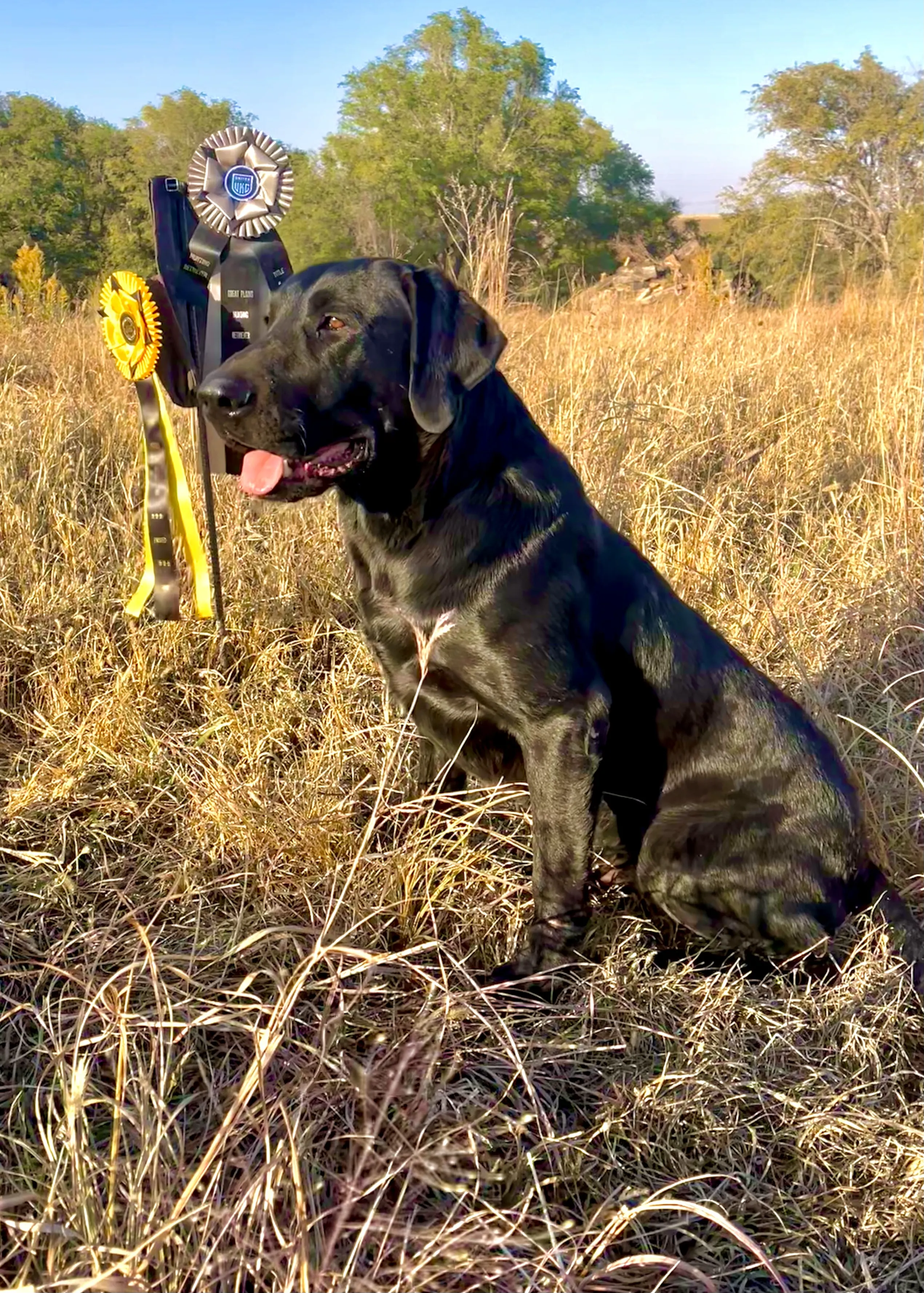 Black Labrador stud HRCH Platte Valleys Italian Stallion, carrying hidden yellow genes
