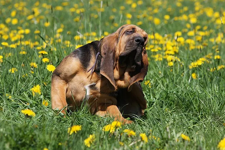 Bloodhound puppy gently scratching itself in a field filled with bright dandelions.