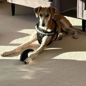 Blue, energetic Staffie needing an active family