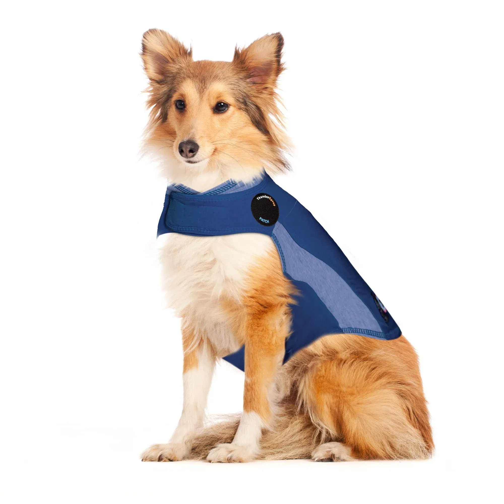 Blue Polo ThunderShirt on large dog