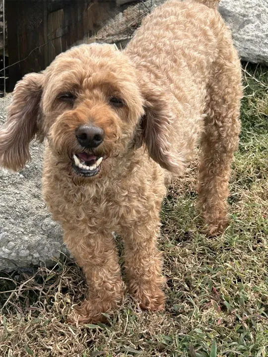 Boomer Sep 25, a Miniature Poodle, with a happy expression