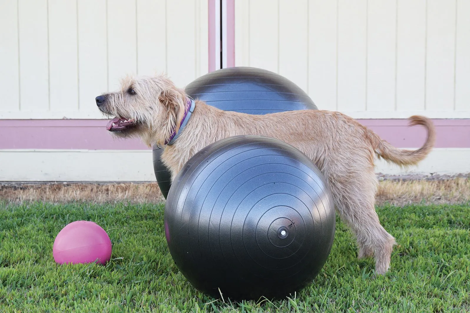 Boone stands between a 34-inch and an 18-inch exercise ball (an 8-inch ball is in front of him). Boone is about 24 inches tall at the shoulder.