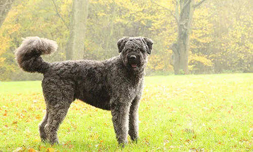 Bouvier des Flandres