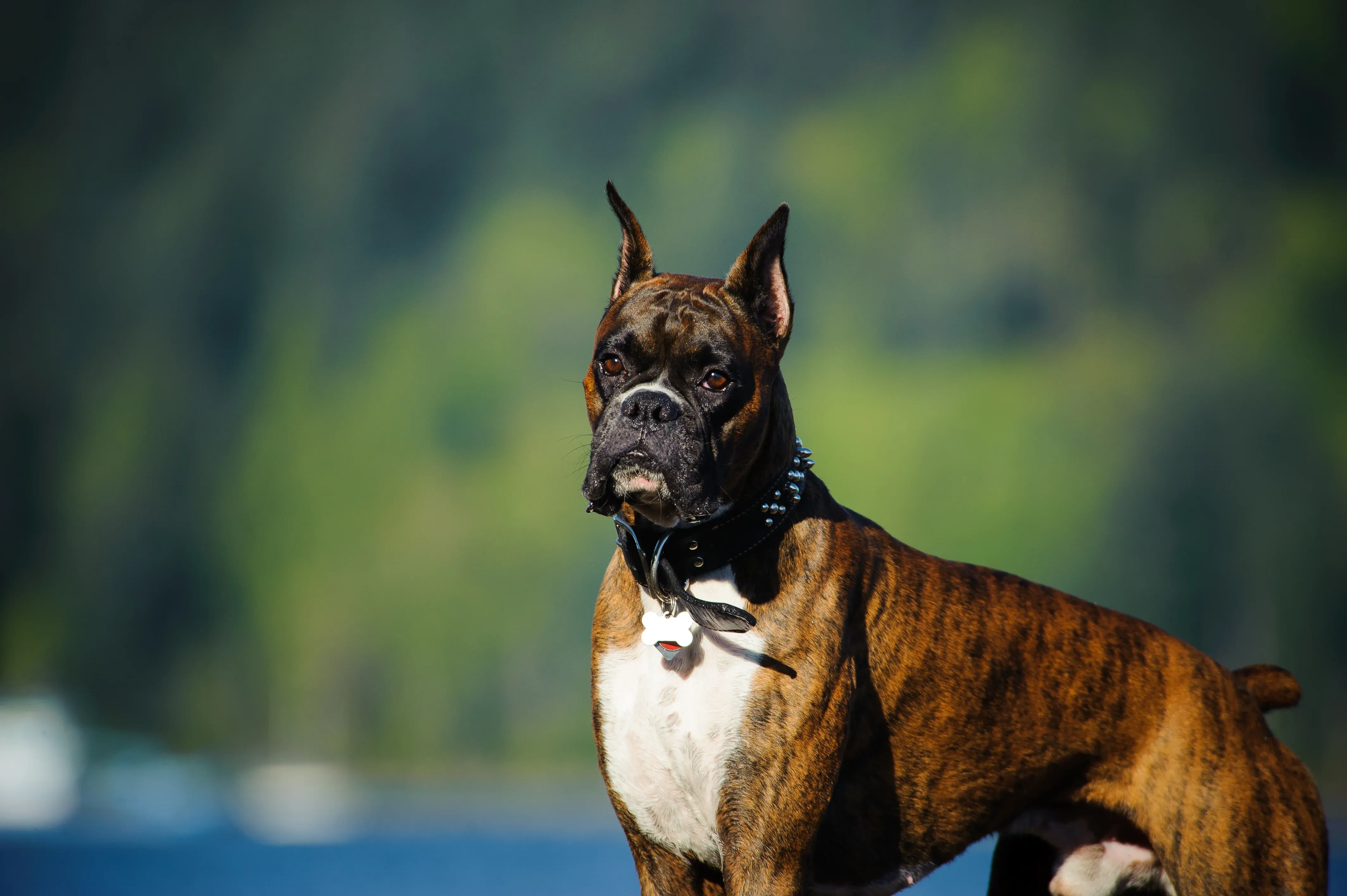 Boxer portrait standing against trees