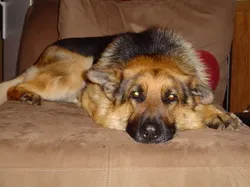 Bronson the gentle German Shepherd companion