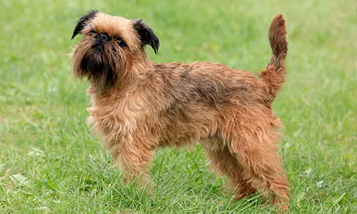 Brussels Griffon