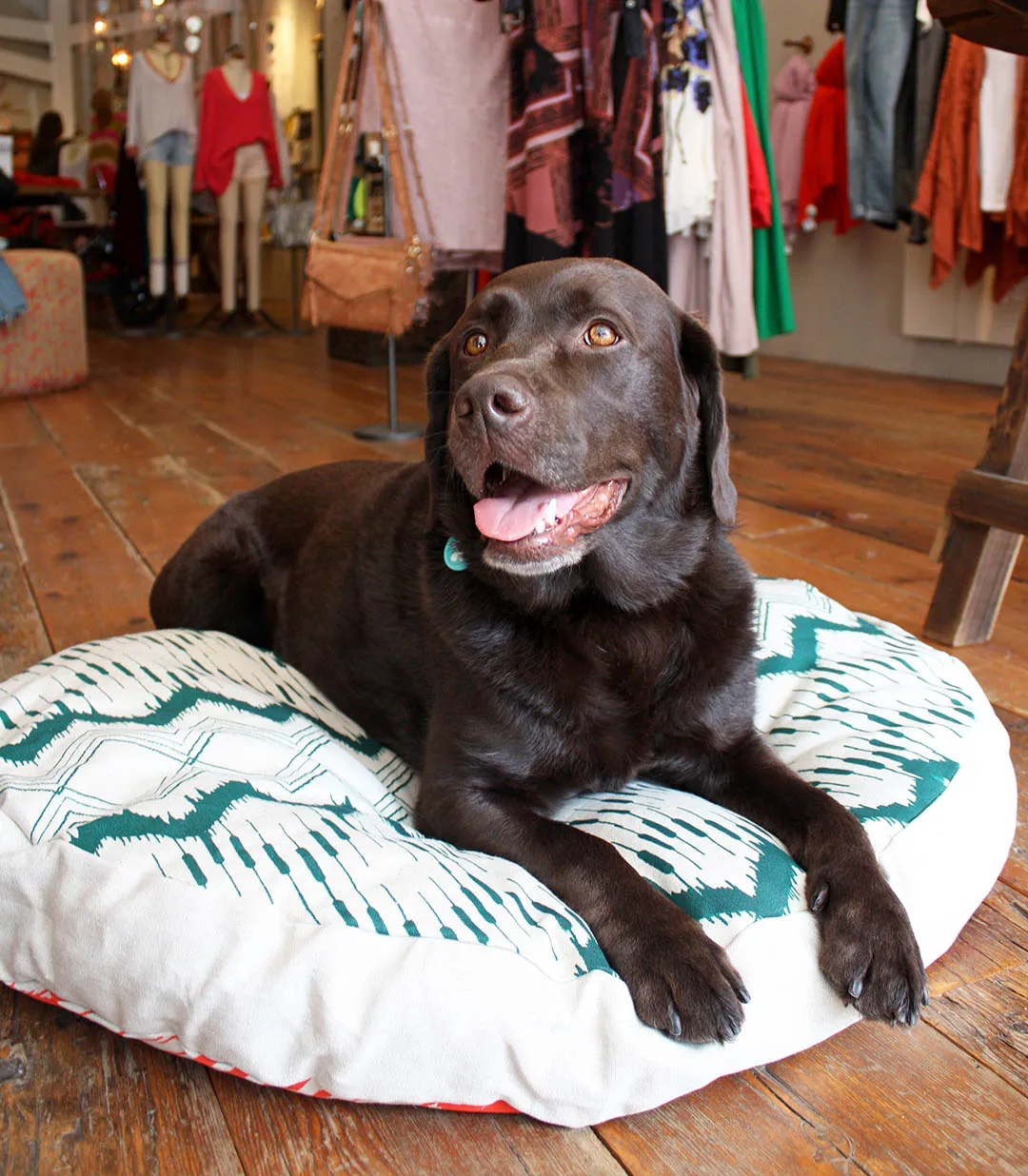 Can dogs be allergic to their beds? Discover how to reduce allergens in your home that affect your dog with the DIY home remedies and get expert insight on how to address allergens with a pet allergy test