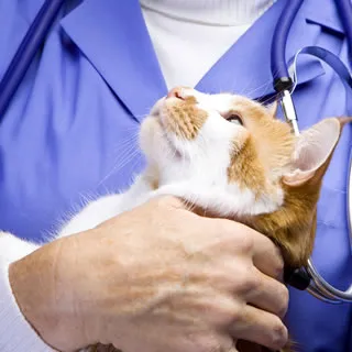 Cat at the vet