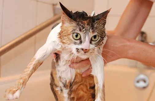 Cat being brushed