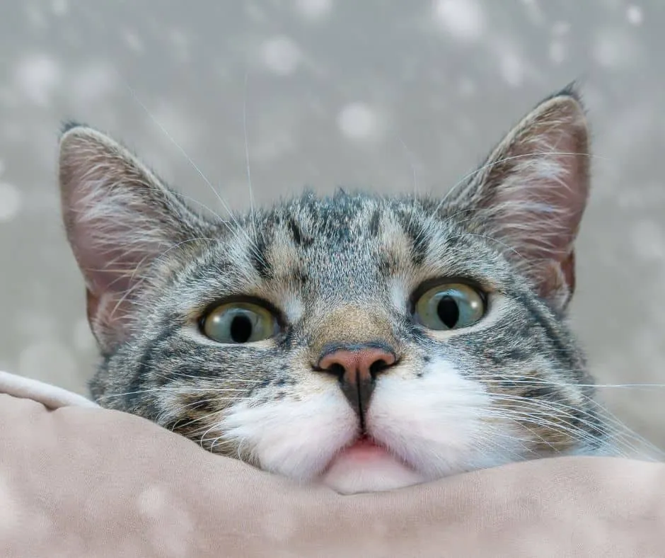 Cat-blog-posts.jpg