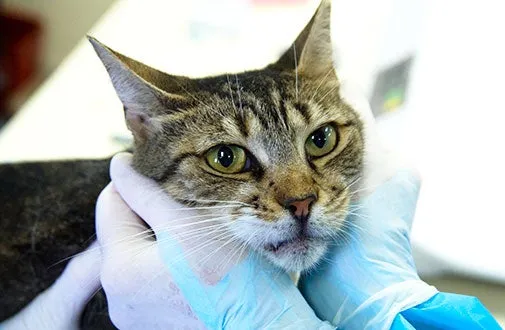 Cat dental care
