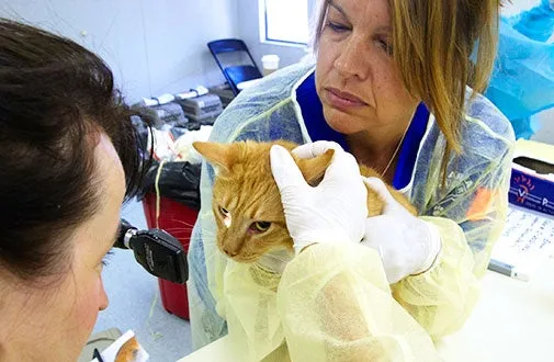Cat eye exam