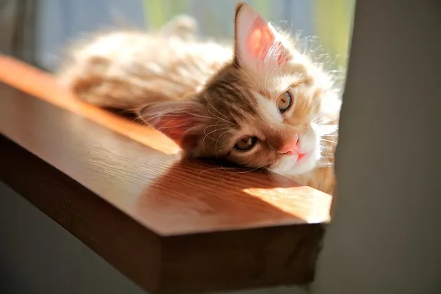 Cat licking a paw.
