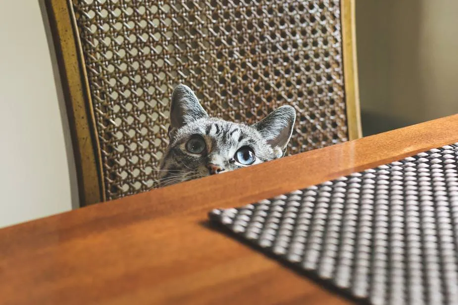 Cat owner embarrassed sharing weird habits with sitter
