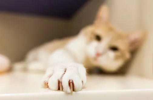 Cat paw exam