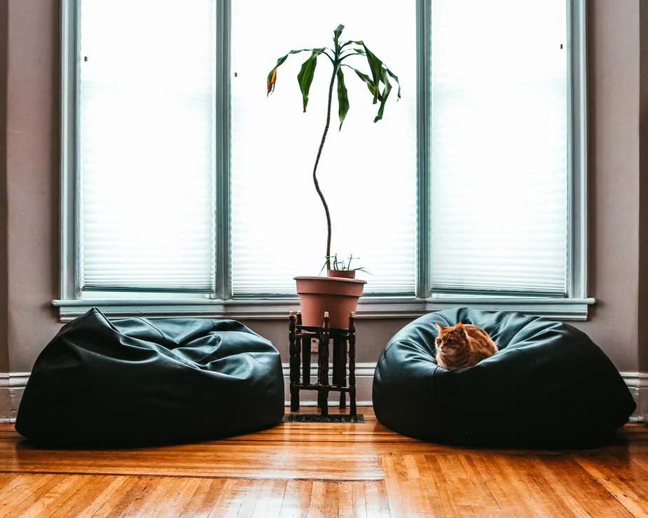 Cat sitter inspecting home for pet messes and health signs