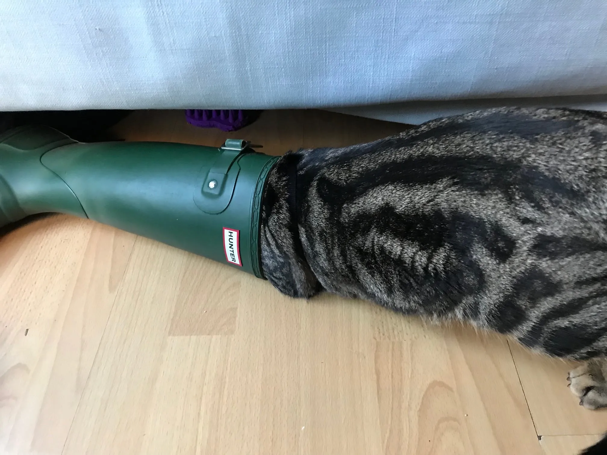 Cat sitter searching for hidden kitty in the home