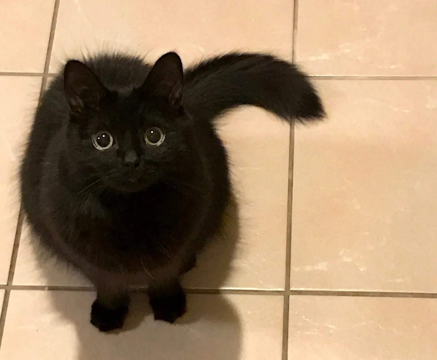 Cat sitter talking and playing with friendly kitty