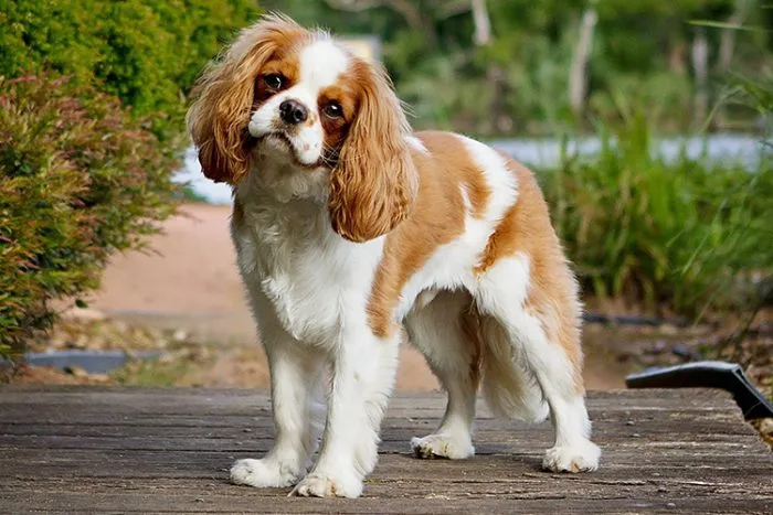 Cavalier King Charles Spaniel ideal for emotional support