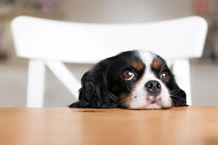 Cavalier King Charles Spaniel resting its head on the kitchen table, looking up hopefully.