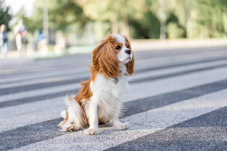 Cavalier King Charles Spaniel sitting attentively in a crosswalk at a park.