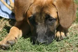 Cena the rescued mixed breed puppy