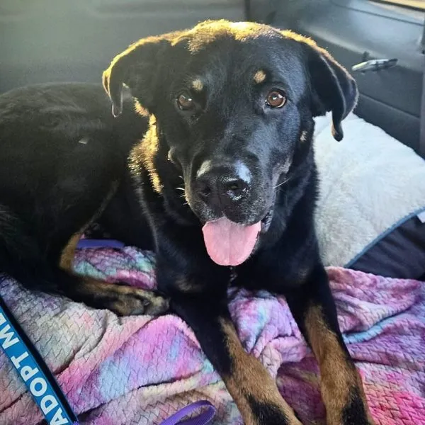 Champ, a sweet snuggly senior dog ready for adoption