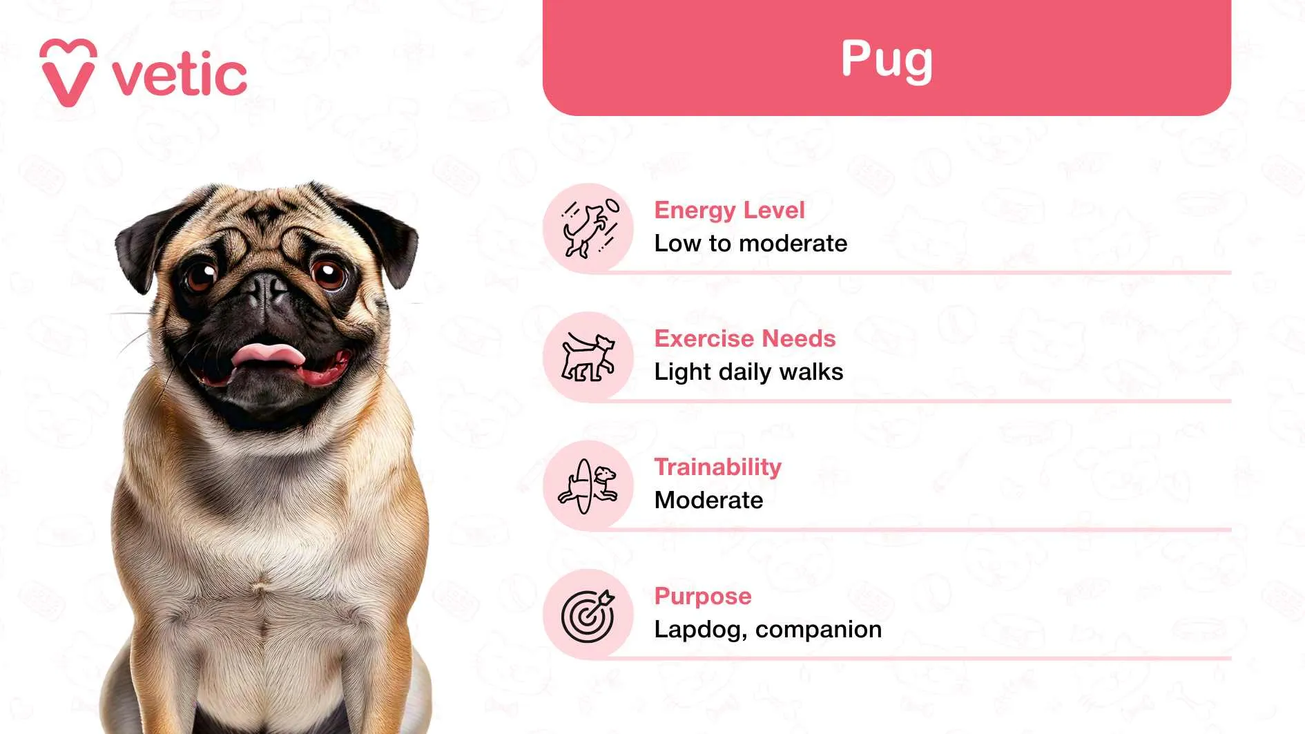 Charming Pug highlighting its affectionate, adaptable traits for families in India