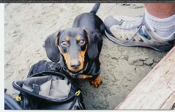 Chester the Dachshund at the beach