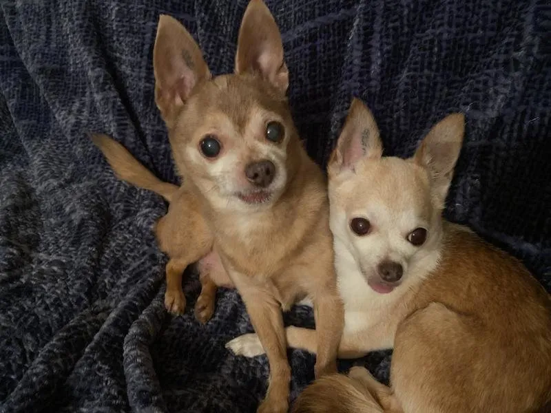 Chihuahua enjoying Freshpet treats