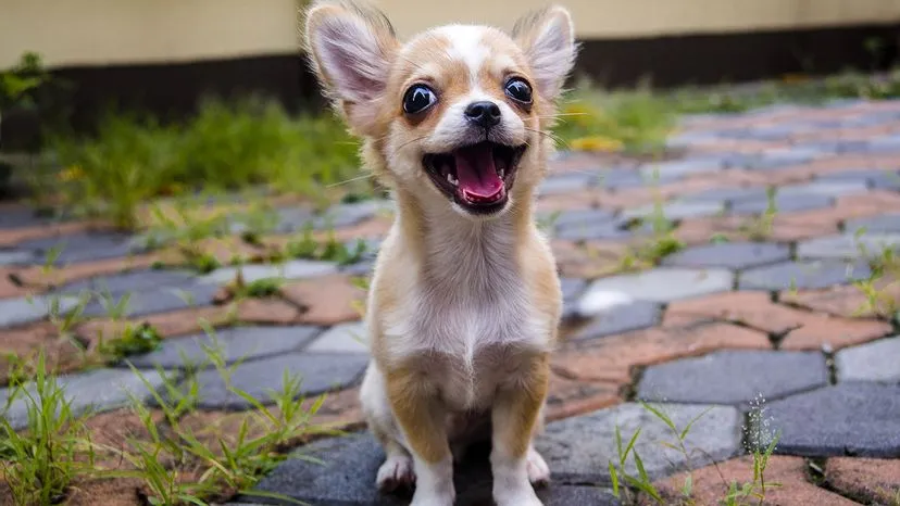 Chihuahuas are so small and delicate that they don't make great pets for children. PITAKSUNTI/Shutterstock