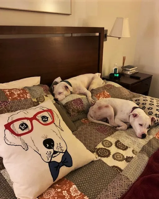 Chloe and Meadow peacefully sleeping on pillows on a bed