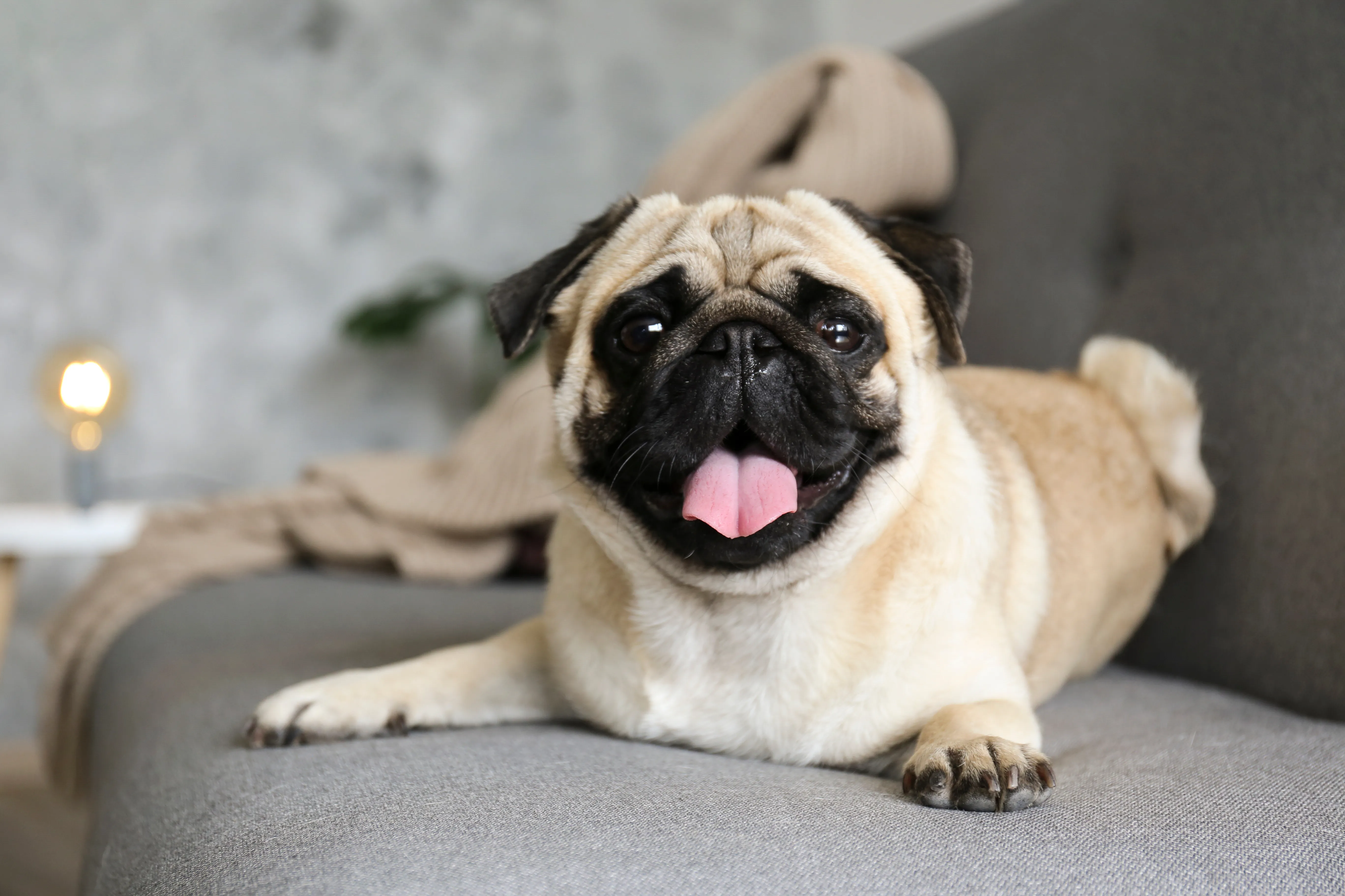 Classic Pug with wrinkled face examined by Nashville vets