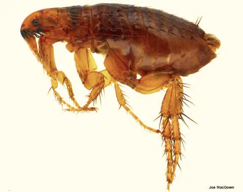 Close-up magnified image of a cat flea, showing detailed anatomy.