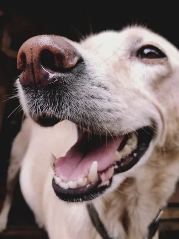 Close-up of dog with open mouth showing teeth and tongue