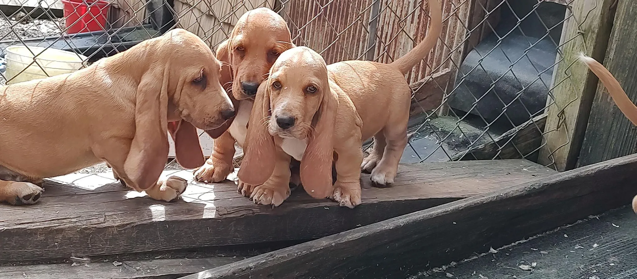 Close-up of playful basset hound puppy with expressive eyes