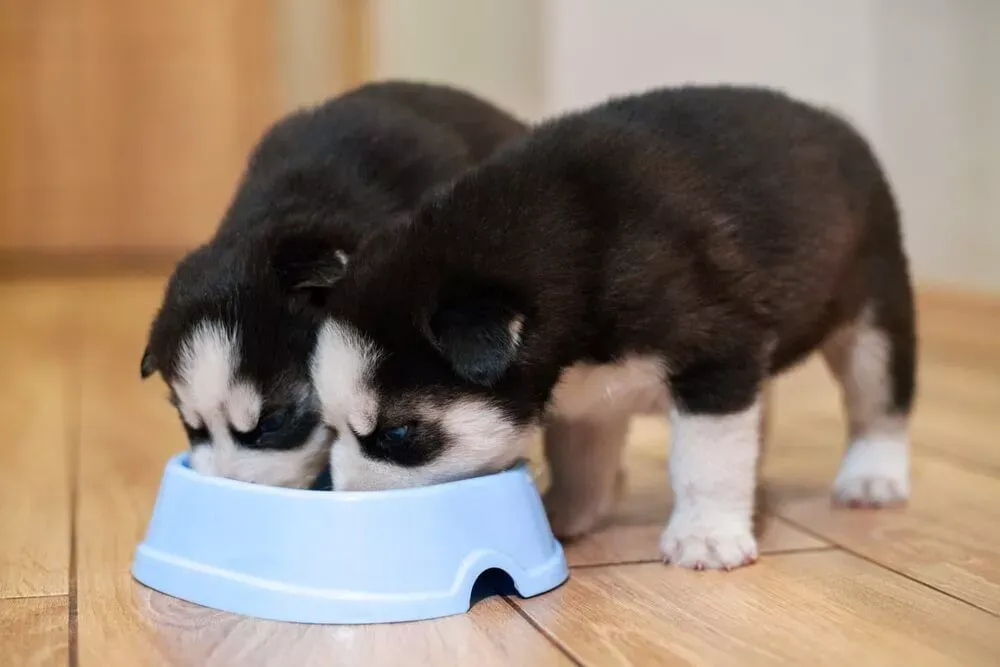 Close-up of protein-rich meat sources suitable for dogs