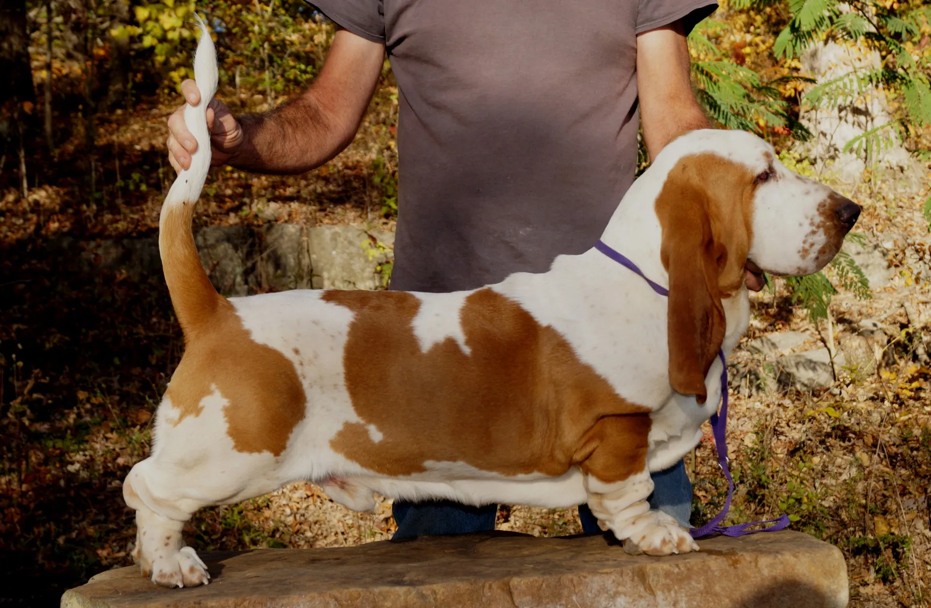 Close-up of Willie Wiggle Bottom puppy