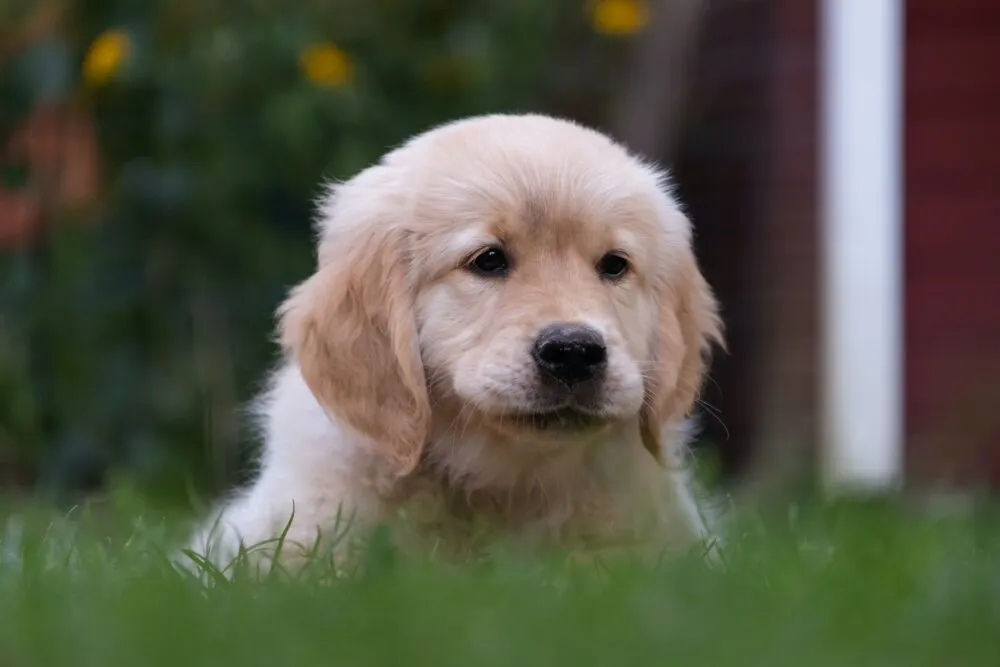Close-up photo of an adorable Golden Retriever puppy chewing on a toy