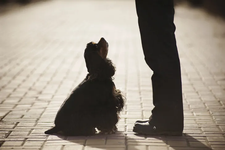 Cocker Spaniel sitting in front of a person on command