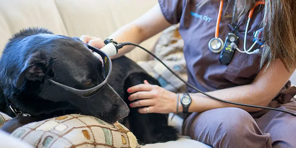 Cold laser therapy device in use on a pet at a veterinary clinic