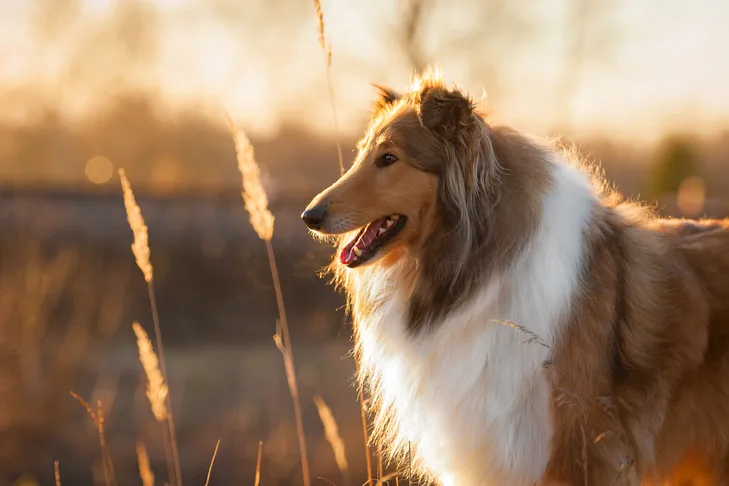 Collie head portrait in profile in a field at sunset