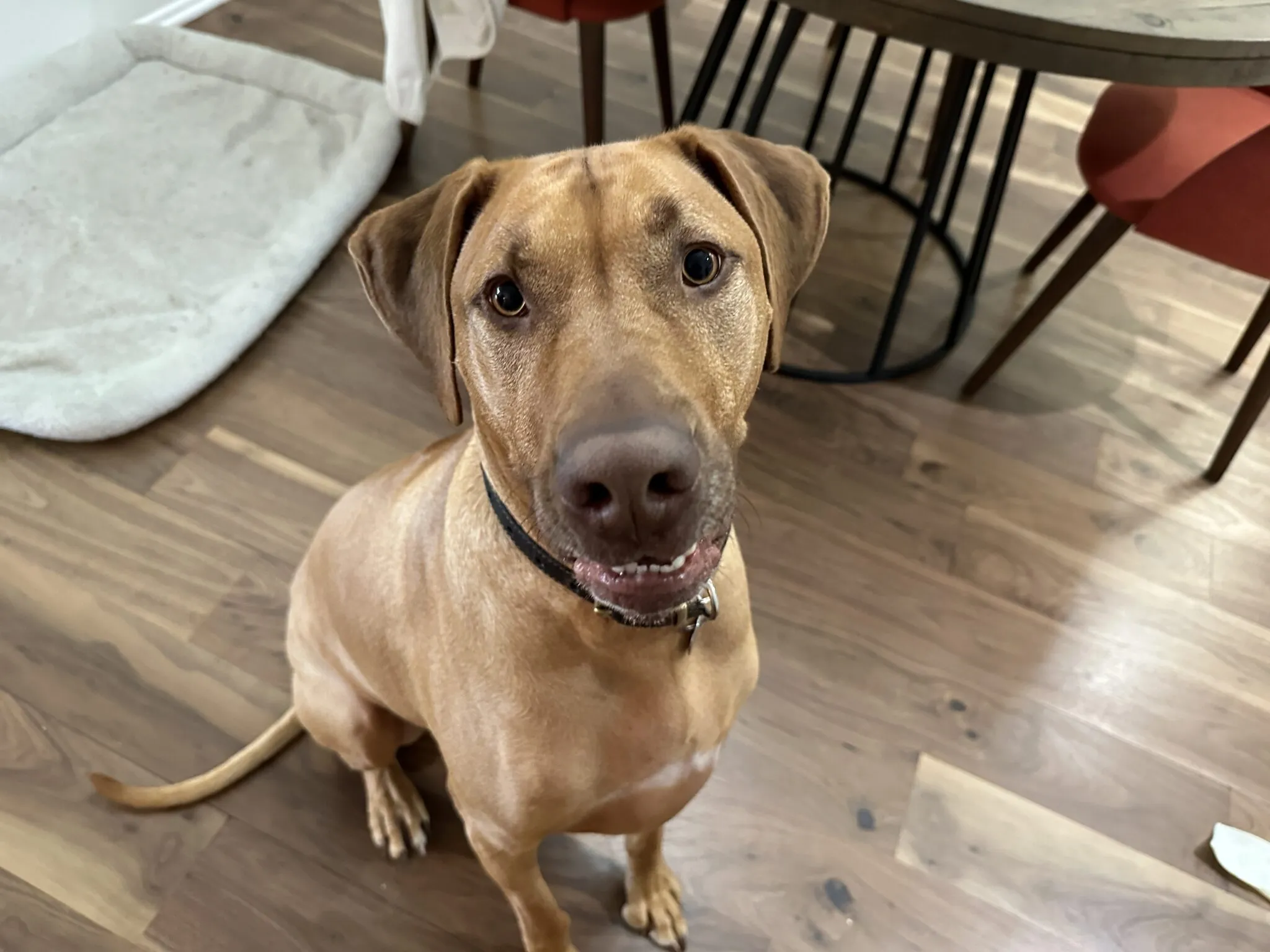 Cooper, a Rhodesian Ridgeback, looking calmly at another dog during a training session.