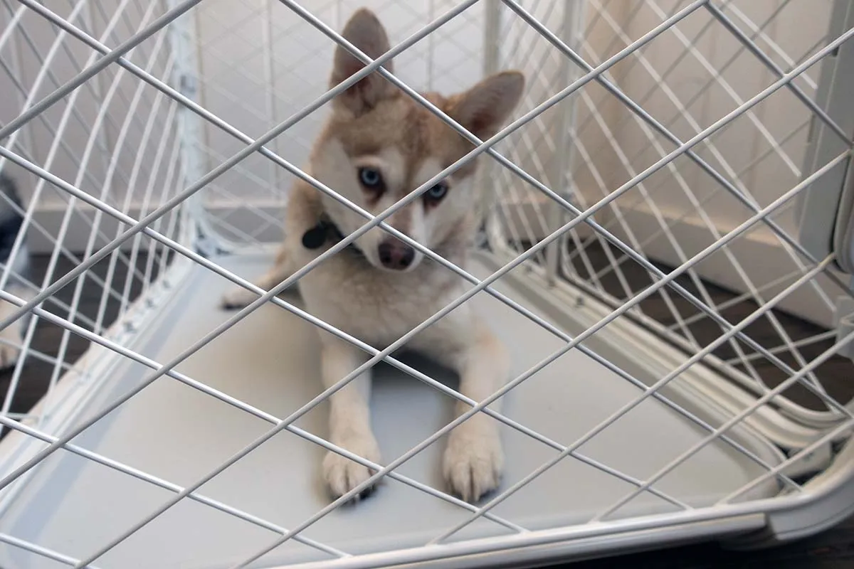 Copper in the Diggs Evolv Dog Crate (Photo: Diggs)