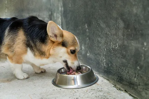 Corgi eats from its bowl